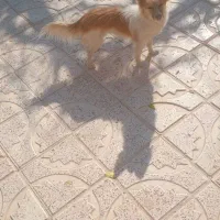 پاپی خوشکل|سگ|تربت جام, بهشت نبی|دیوار