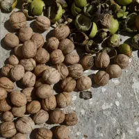 گردو