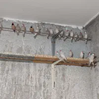 فنچ نرگسی و کرواتی یکجا ۱۳۰۰