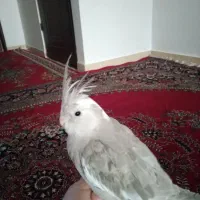 طوطی عروس ماده