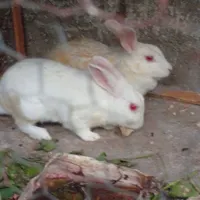 یه جفت خرگوش ابستن