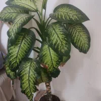 گل  خوشگل خوشبو