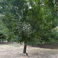 باغ-400-متری-راه-چشین
