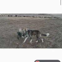 سگ گم شده به رنگ پلنگی . یابنده مژدگانی