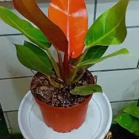 گلسرای فرشته شروع حراج بمدت ۳ روز