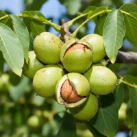 نهال گردو دیرگل مقاوم به سرما