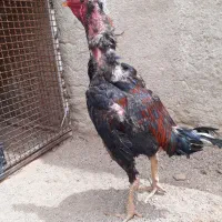 خروس لاری افغان