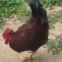 فروش خروس قرمز