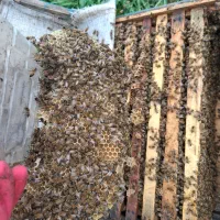 فروش زنبور عسل