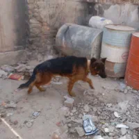 سگ ژرمن شولاین موبلند|سگ|کرمان, |دیوار