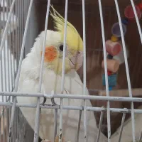 ۳ عروس هلندی زردو سفید با قفس