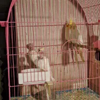 ۳جفت عروس کارداده|پرنده|مرند, |دیوار