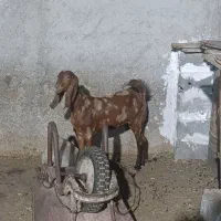 پازن و تیشتر|حیوانات مزرعه|چغادک, |دیوار