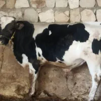 گوساله نر.خوراک شب یلدا