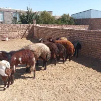 بره و میش پلواری