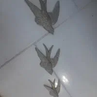 پرستو برنجی