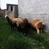گوسفند و توقلی