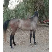 مادیان دره شور