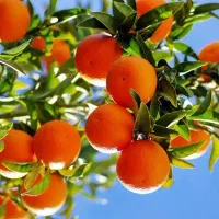 500 متر زمین باغ و باغچه قراخیل  زیر قیمت/شرایطی