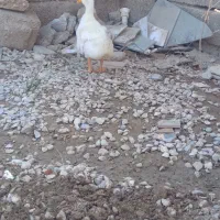 اردک برای فروش