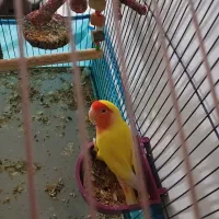 کتوله صورت هلویی نر|پرنده|شیراز, شریف‌آباد|دیوار