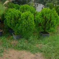 کامیس وشمشاد طلایی وسبز