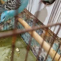 مرغشق‌هلندی‌وانگلیسی|پرنده|تبریز, |دیوار