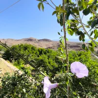 باغبان زوج بدون فرزند