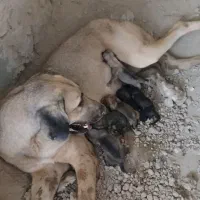 سگ ماده سرابی|سگ|شهریار, شهرک شاهد|دیوار