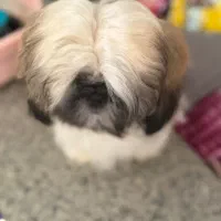 شیتزو سوپر فلت|سگ|ری, شهید غیوری (ابن باویه)|دیوار