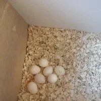 عروس هلندی|پرنده|کرمانشاه, |دیوار