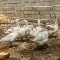 غاز محلی یک ساله
