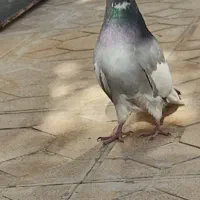 کبوتر ابلغ|پرنده|کرمانشاه, |دیوار