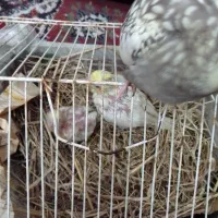 عروس هلندی|پرنده|رشت, دیانتی|دیوار