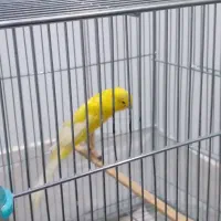 قناری رسمی بلند