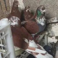 کبوتر پرشی
