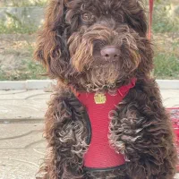 سگ پودل|سگ|تهران, جنت‌آباد مرکزی|دیوار