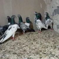 کبوتر پاکستانی تیدی