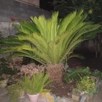 گل و گیاه