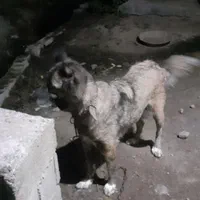 سگ سرابی|سگ|رانکوه, |دیوار