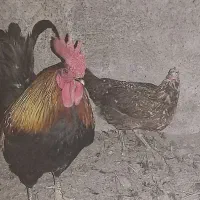 خروس و مرغ لری زیبا