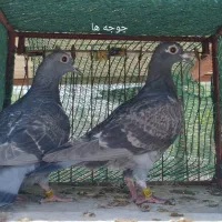 یک جفت جوجه مسافتی عالی