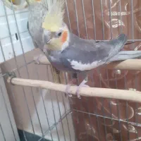 عروس هلندی