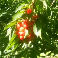 کارگر ماهر گیلاس چین