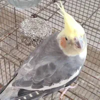 پرندگان|پرنده|کرج, کرج نو|دیوار