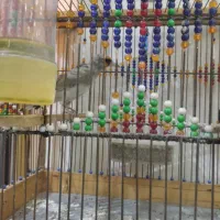 سهره کرمونی