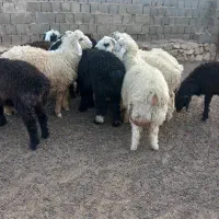 کهره نر، بره نر و قوچ فروشی|حیوانات مزرعه|چیتاب, |دیوار