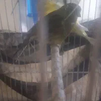 قناری|پرنده|قزوین, |دیوار