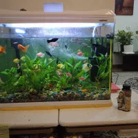 آکواریوم ،گلهایه طبیعی،مینا سخنگو،قناری،سهره