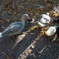 اوردک روسی نقراه ای و سفید سیاه|حیوانات مزرعه|سیلوانه, |دیوار